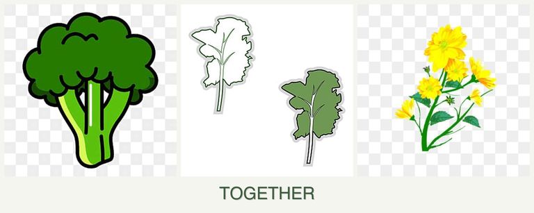 Can you plant broccoli, kale and calendula together?
