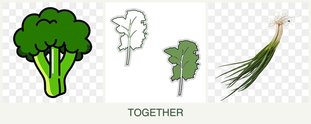 Can you plant broccoli, kale and chives together?