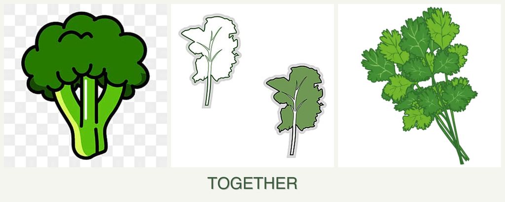 Can you plant broccoli, kale and cilantro together?