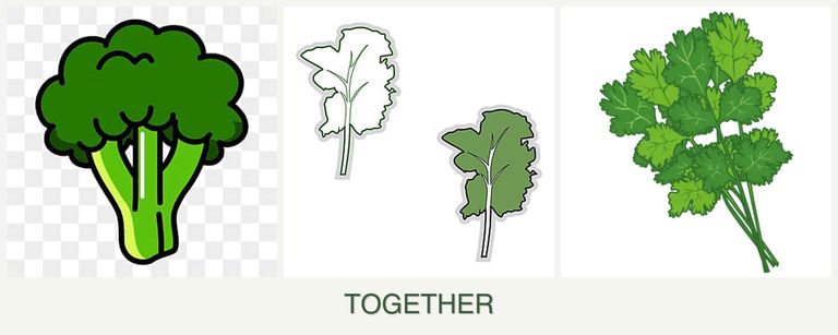 Can you plant broccoli, kale and cilantro together?