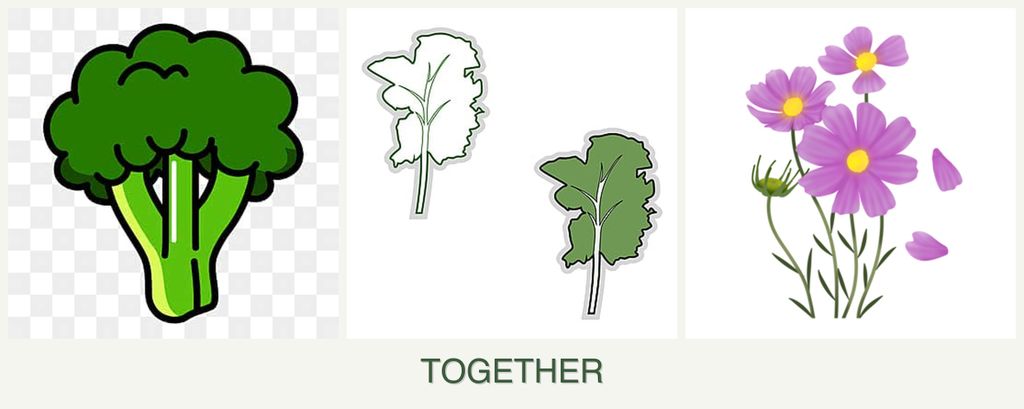 Can you plant broccoli, kale and cosmos together?