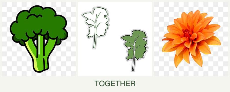 Can you plant broccoli, kale and dahlias together?