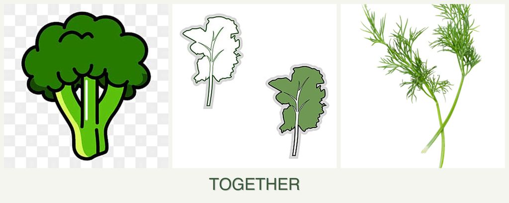Can you plant broccoli, kale and dill together?