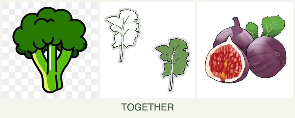 Can you plant broccoli, kale and figs together?