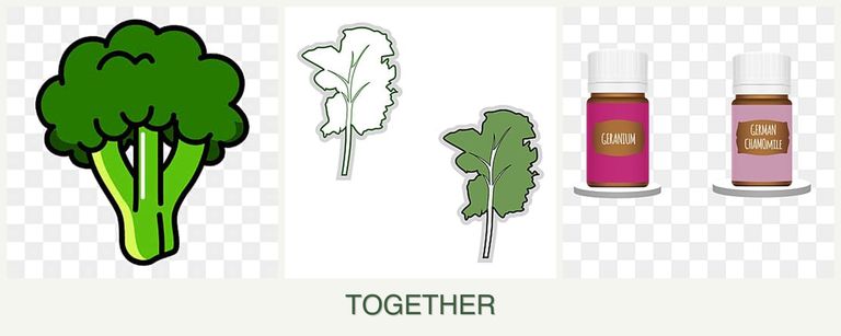 Can you plant broccoli, kale and geraniums together?