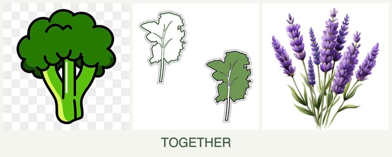 Can you plant broccoli, kale and lavender together?