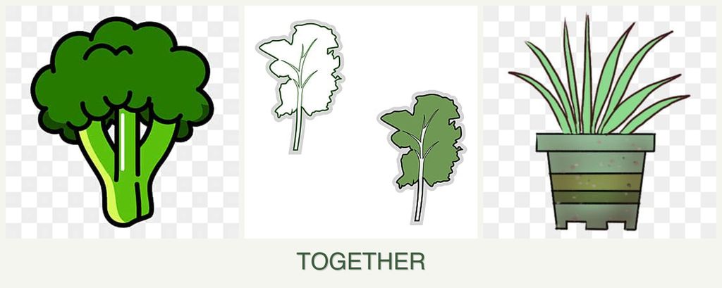 Can you plant broccoli, kale and lemongrass together?