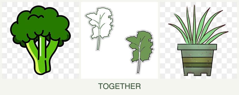 Can you plant broccoli, kale and lemongrass together?