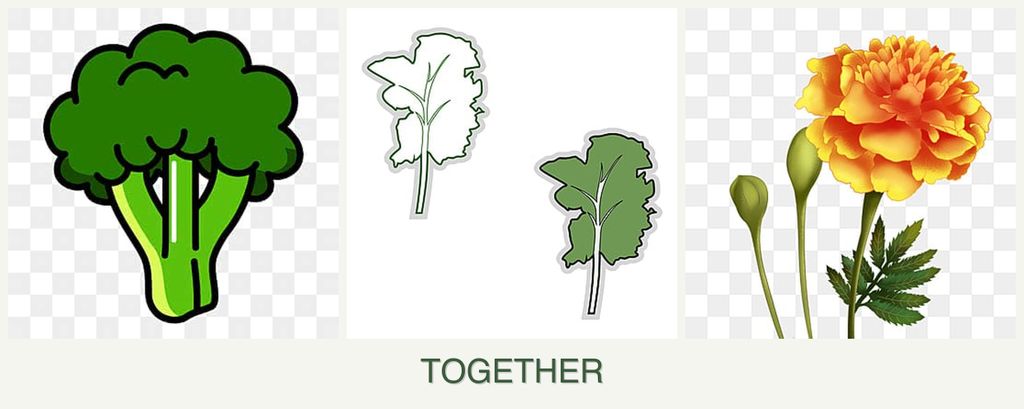 Can you plant broccoli, kale and marigolds together?