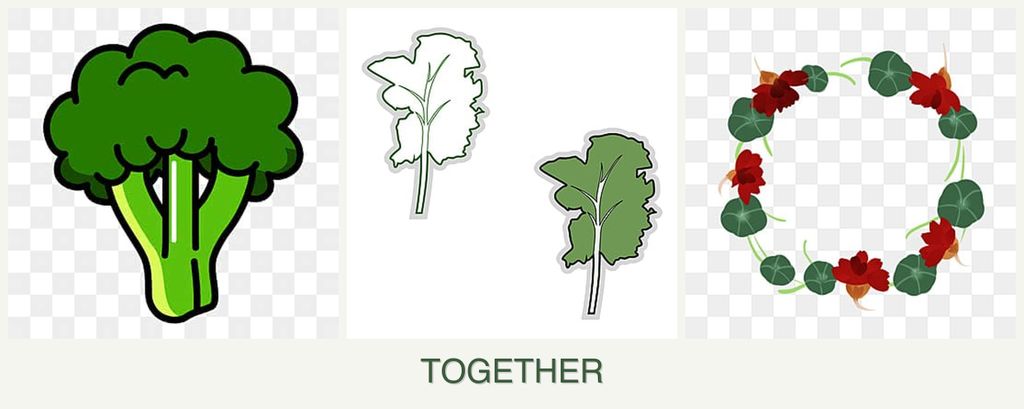 Can you plant broccoli, kale and nasturtiums together?