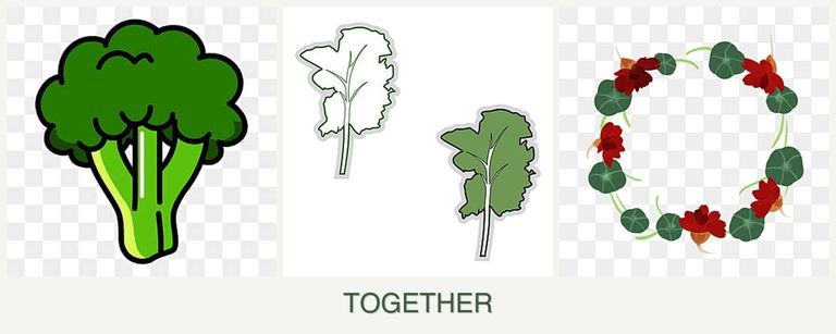 Can you plant broccoli, kale and nasturtiums together?