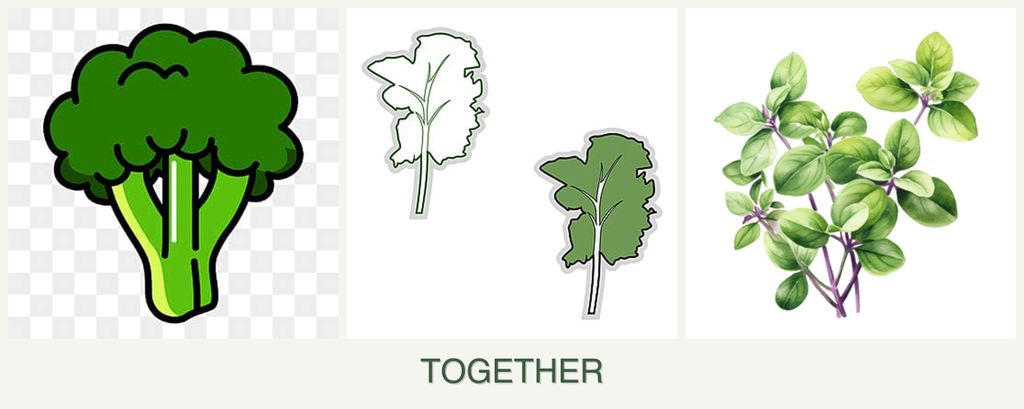 Can you plant broccoli, kale and oregano together?