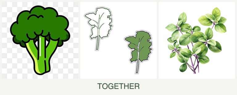 Can you plant broccoli, kale and oregano together?