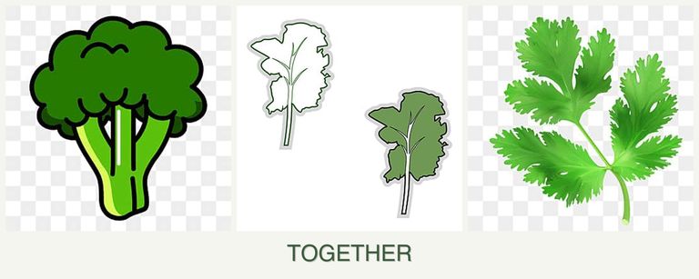 Can you plant broccoli, kale and parsley together?