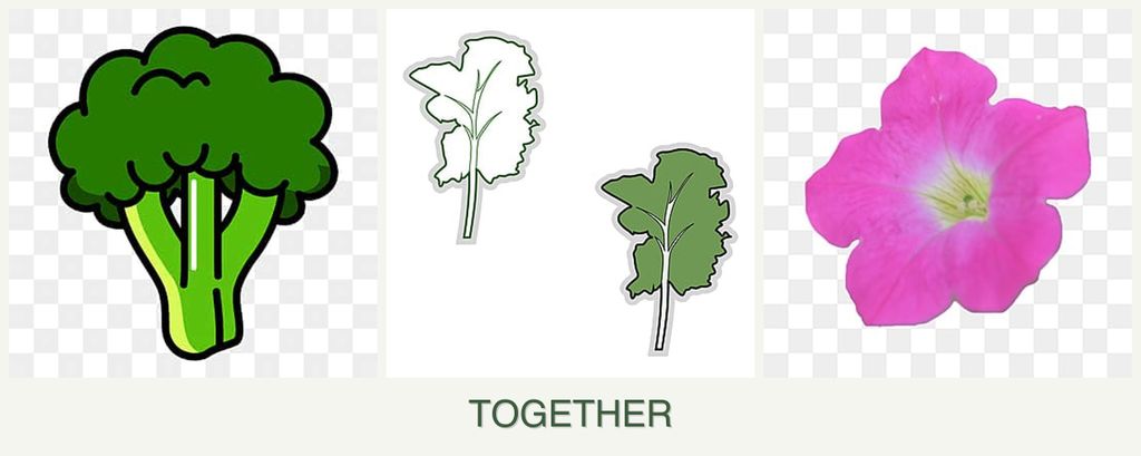 Can you plant broccoli, kale and petunias together?