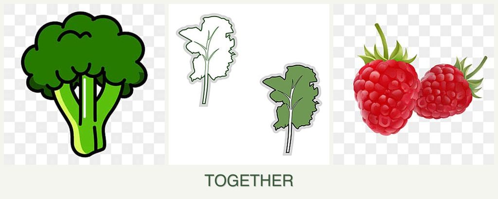 Can you plant broccoli, kale and raspberries together?