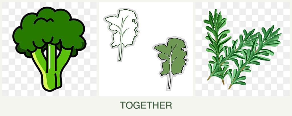 Can you plant broccoli, kale and rosemary together?