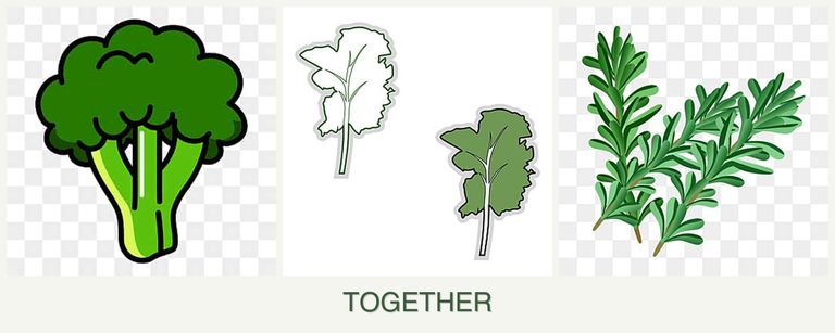 Can you plant broccoli, kale and rosemary together?