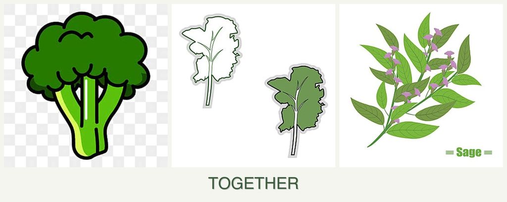Can you plant broccoli, kale and sage together?