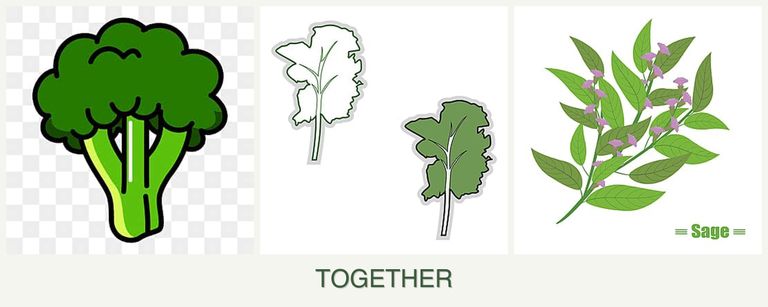 Can you plant broccoli, kale and sage together?