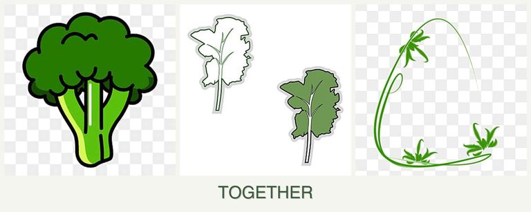 Can you plant broccoli, kale and tarragon together?