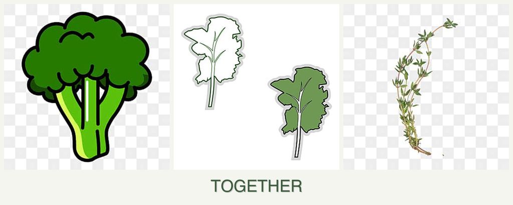 Can you plant broccoli, kale and thyme together?