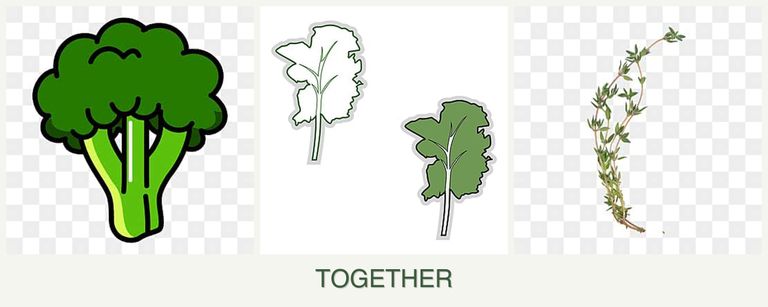 Can you plant broccoli, kale and thyme together?