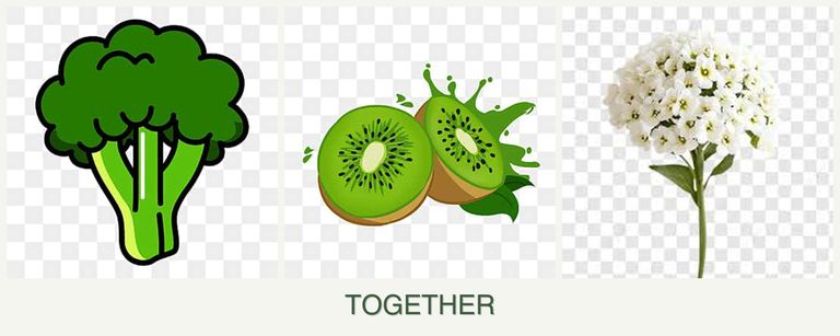Can you plant broccoli, kiwi and alyssum together?