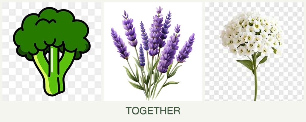 Can you plant broccoli, lavender and alyssum together?
