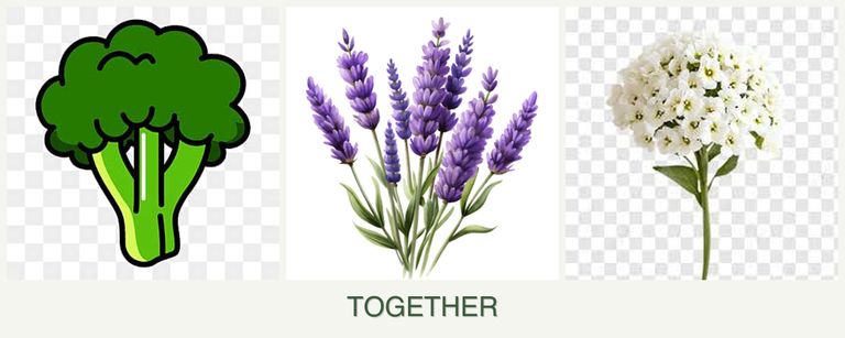 Can you plant broccoli, lavender and alyssum together?