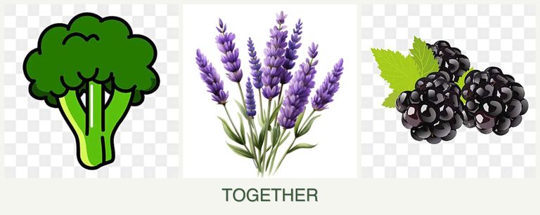 Can you plant broccoli, lavender and blackberries together?
