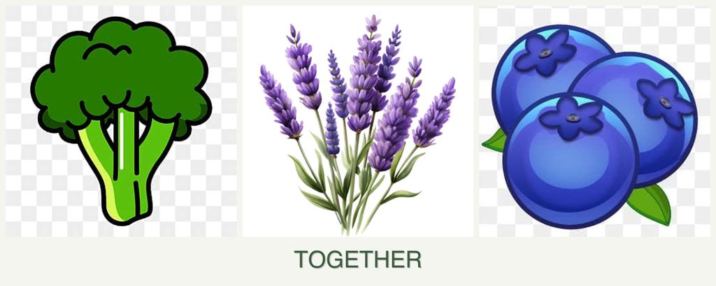Can you plant broccoli, lavender and blueberries together?
