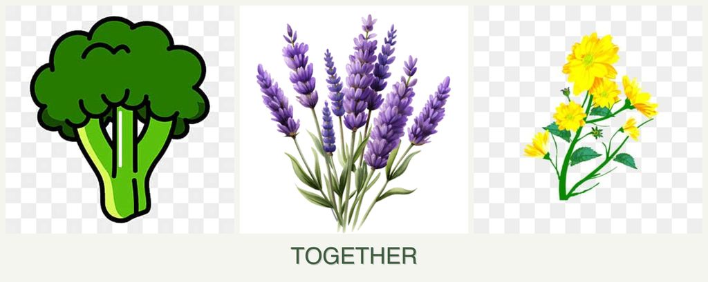 Can you plant broccoli, lavender and calendula together?