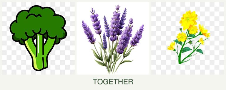 Can you plant broccoli, lavender and calendula together?