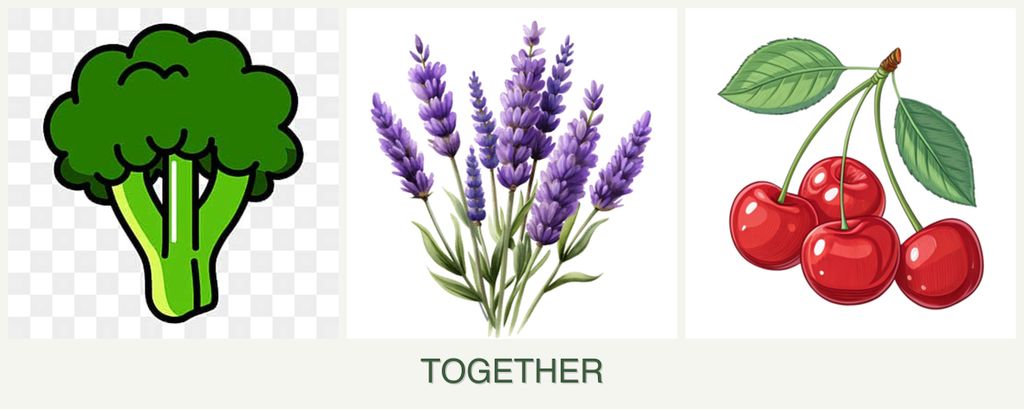 Can you plant broccoli, lavender and cherries together?