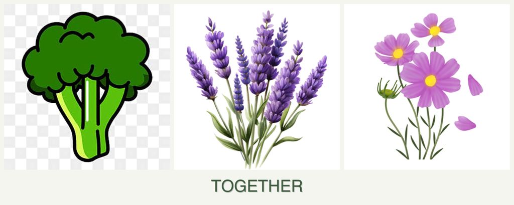 Can you plant broccoli, lavender and cosmos together?