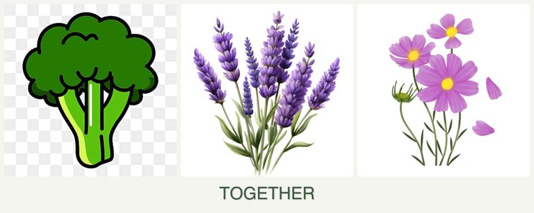 Can you plant broccoli, lavender and cosmos together?