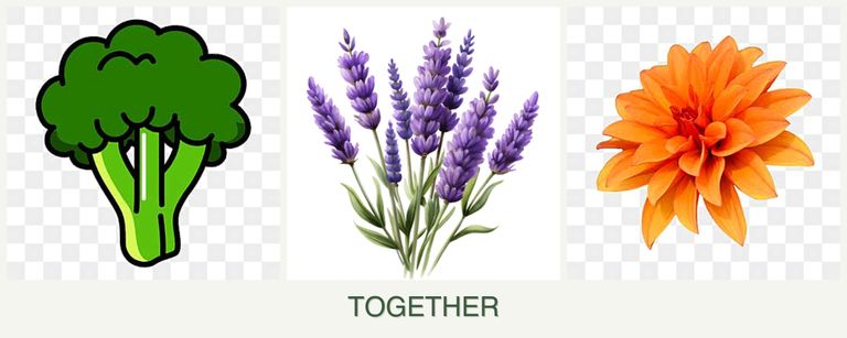 Can you plant broccoli, lavender and dahlias together?