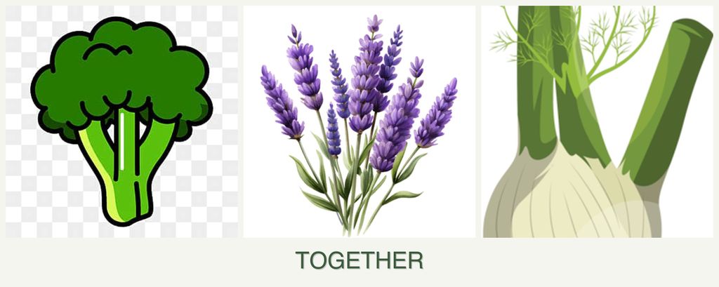 Can you plant broccoli, lavender and fennel together?