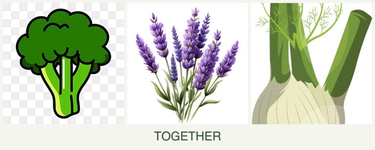 Can you plant broccoli, lavender and fennel together?
