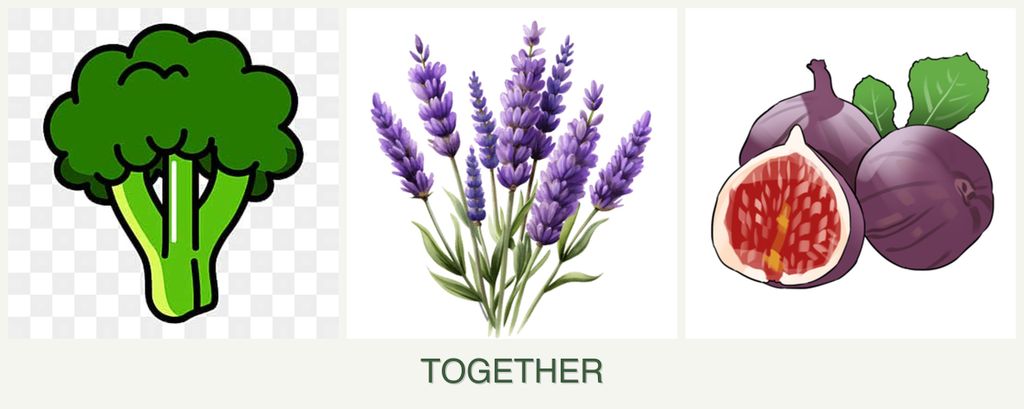 Can you plant broccoli, lavender and figs together?