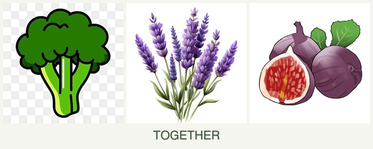 Can you plant broccoli, lavender and figs together?