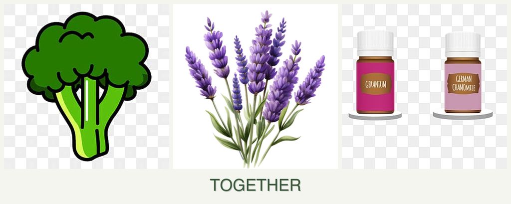 Can you plant broccoli, lavender and geraniums together?