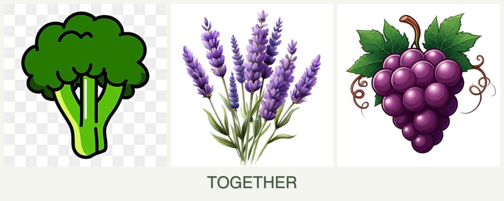 Can you plant broccoli, lavender and grapes together?