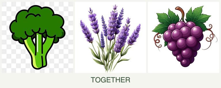 Can you plant broccoli, lavender and grapes together?