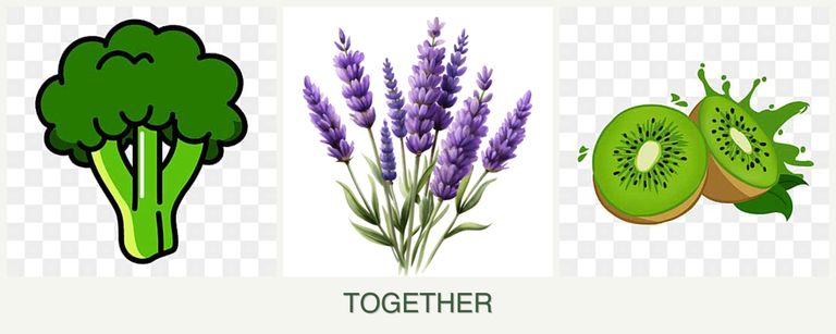 Can you plant broccoli, lavender and kiwi together?