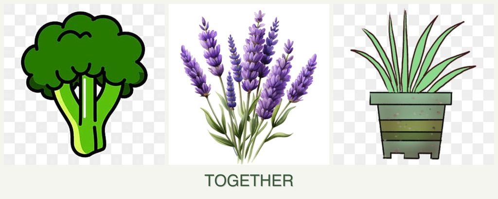 Can you plant broccoli, lavender and lemongrass together?