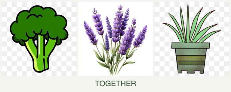 Can you plant broccoli, lavender and lemongrass together?