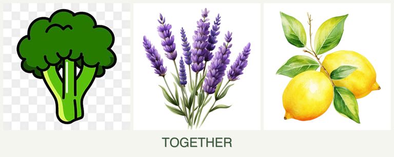 Can you plant broccoli, lavender and lemons together?