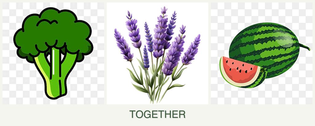 Can you plant broccoli, lavender and melons together?